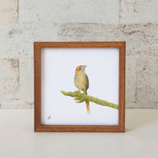 Cape Grass Bird - CGB