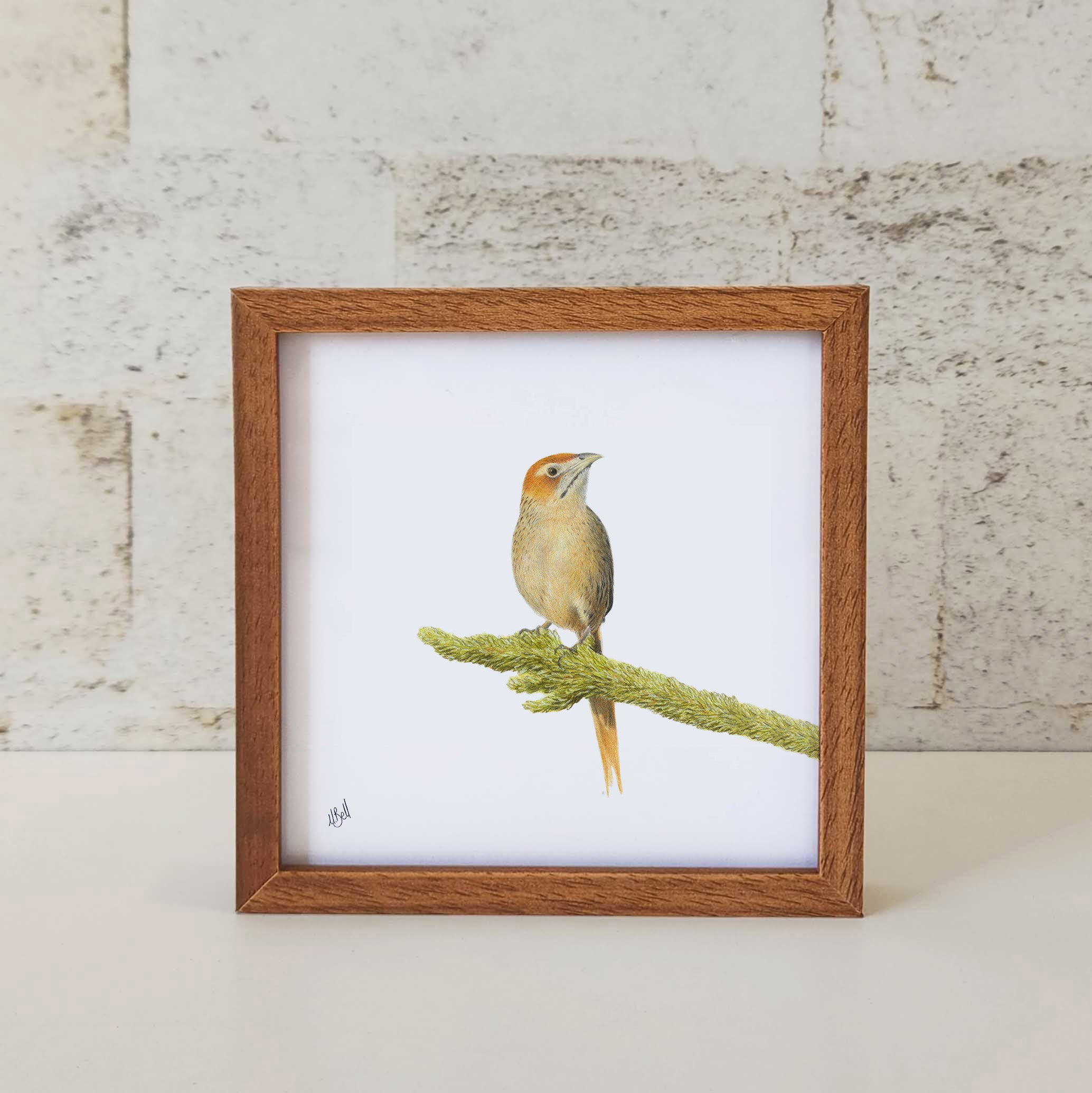 Cape Grass Bird - CGB