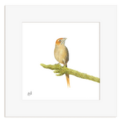 Cape Grassbird - CGB