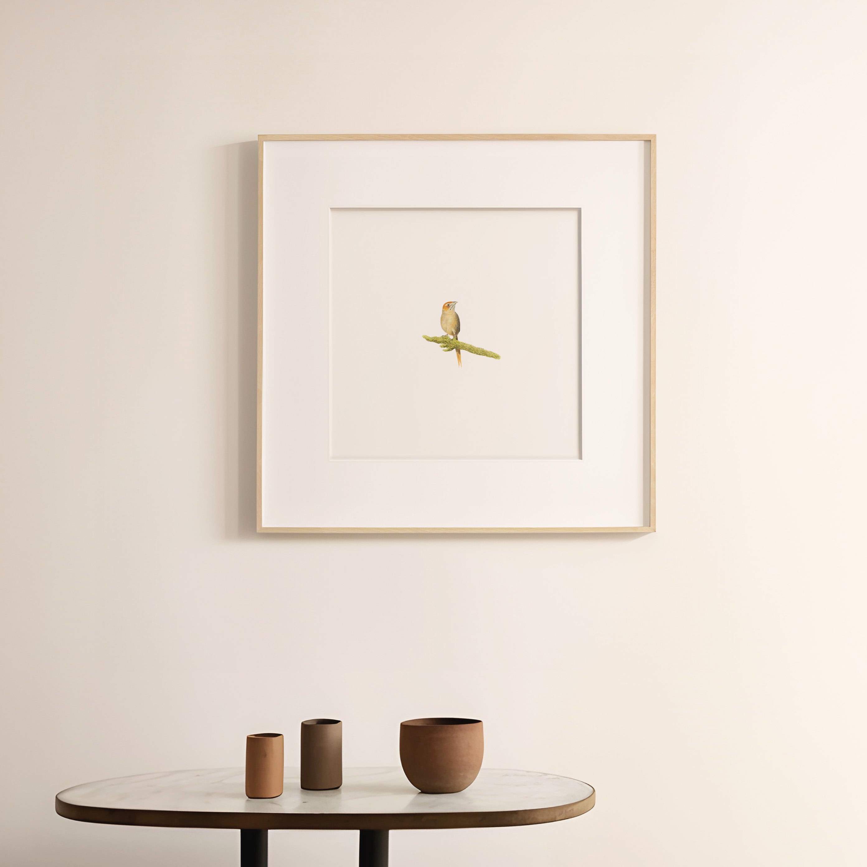 Cape Grassbird - The Original