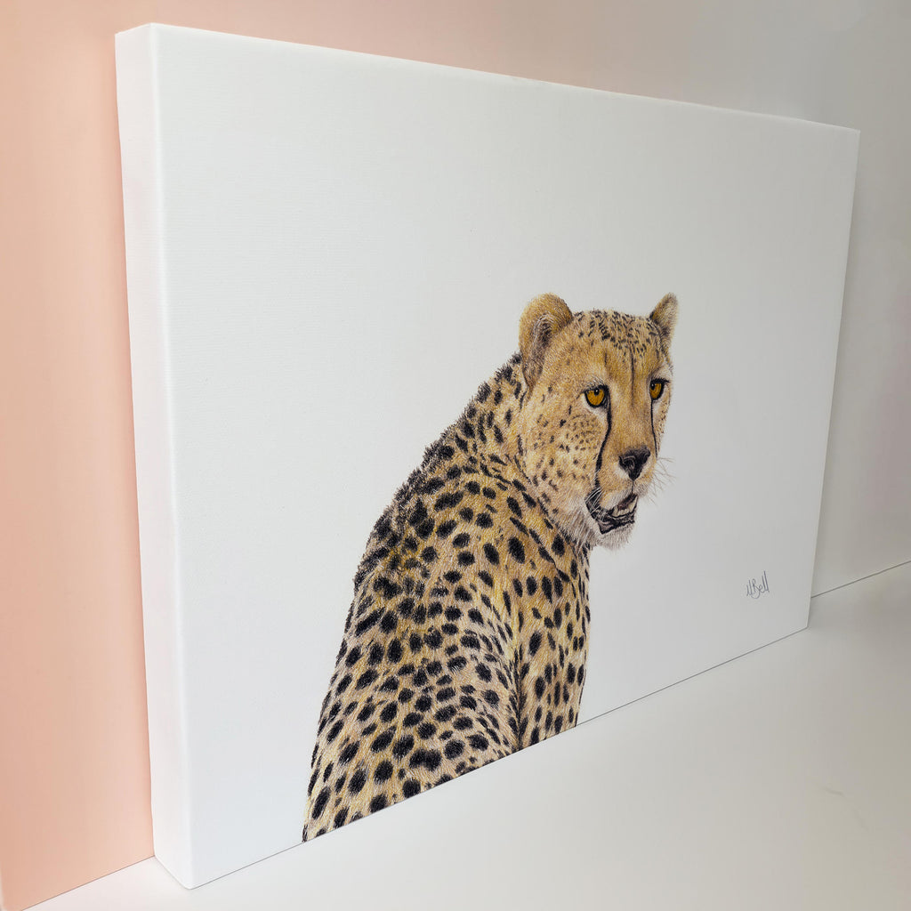 Cheetah in the Kalahari pencil artwork on canvas by Matthew Bell