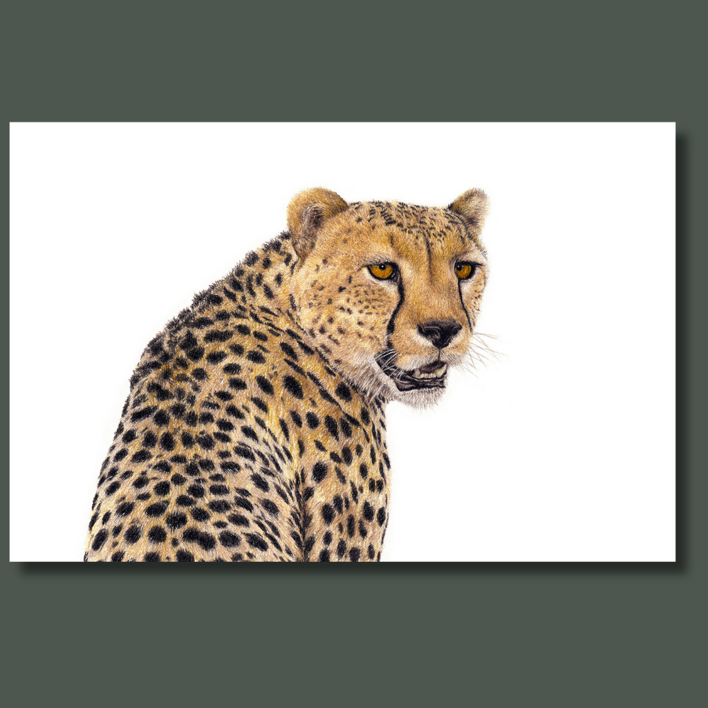 Cheetah portrait on canvas wildlife art