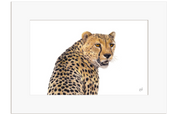 Cheetah Portrait - CHT1