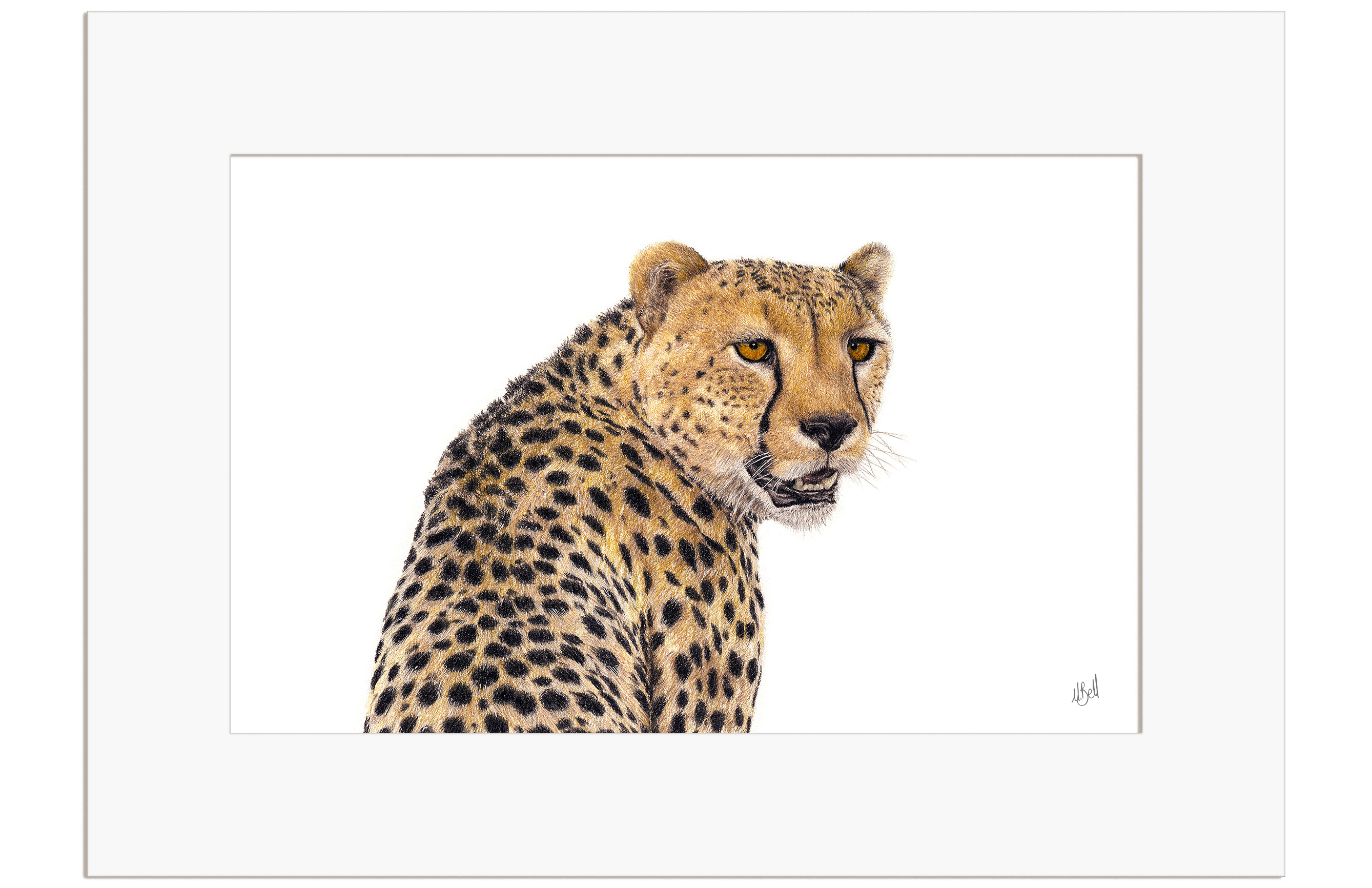 Cheetah Portrait - CHT1