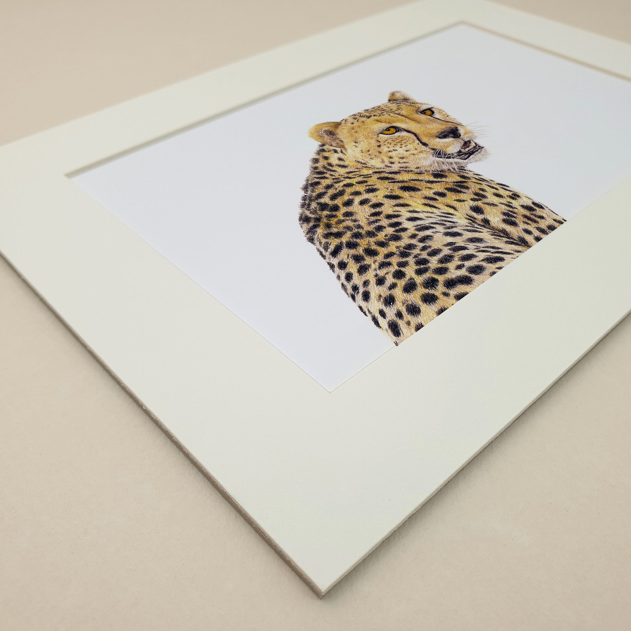 Cheetah portrait pencil artist