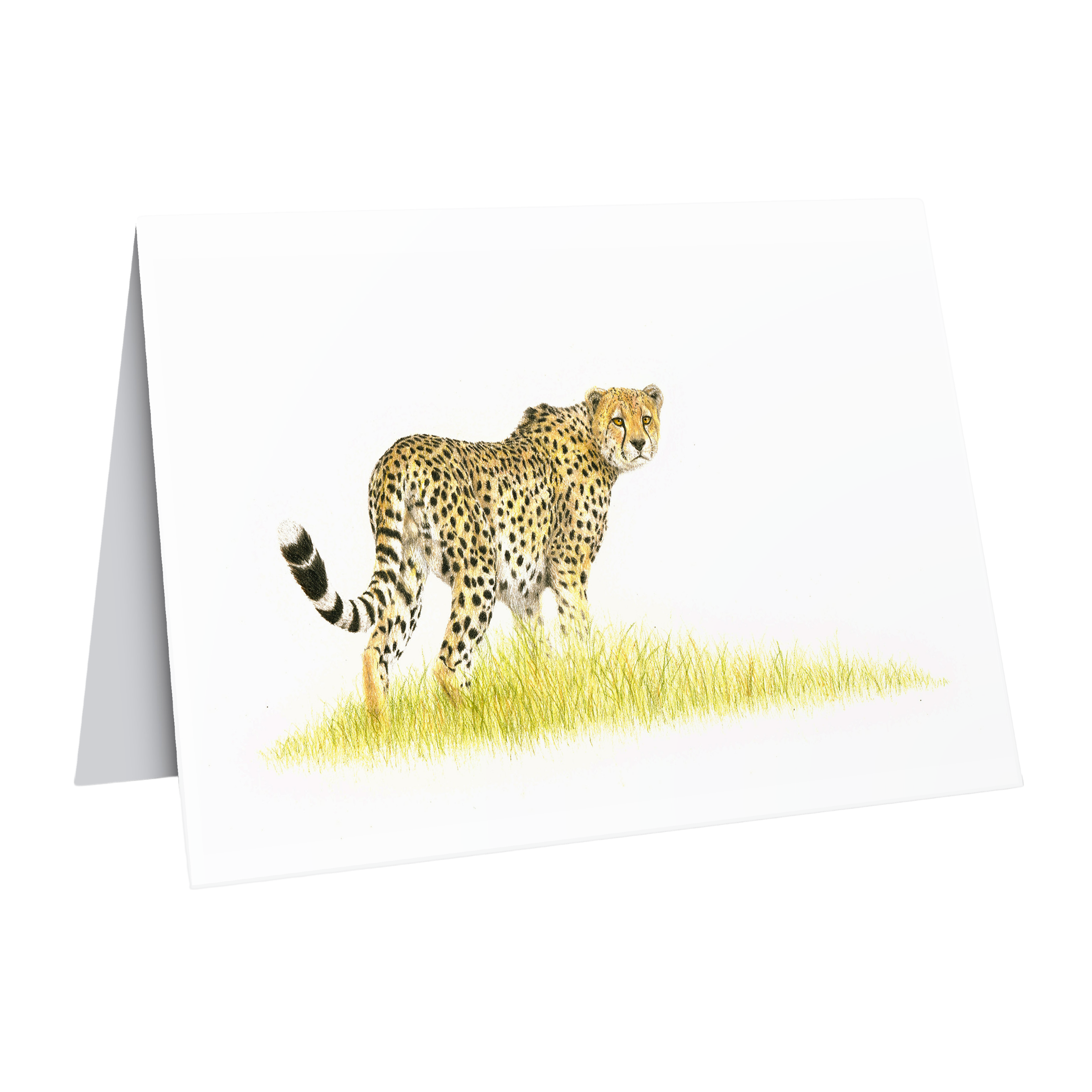 Cheetah greeting card