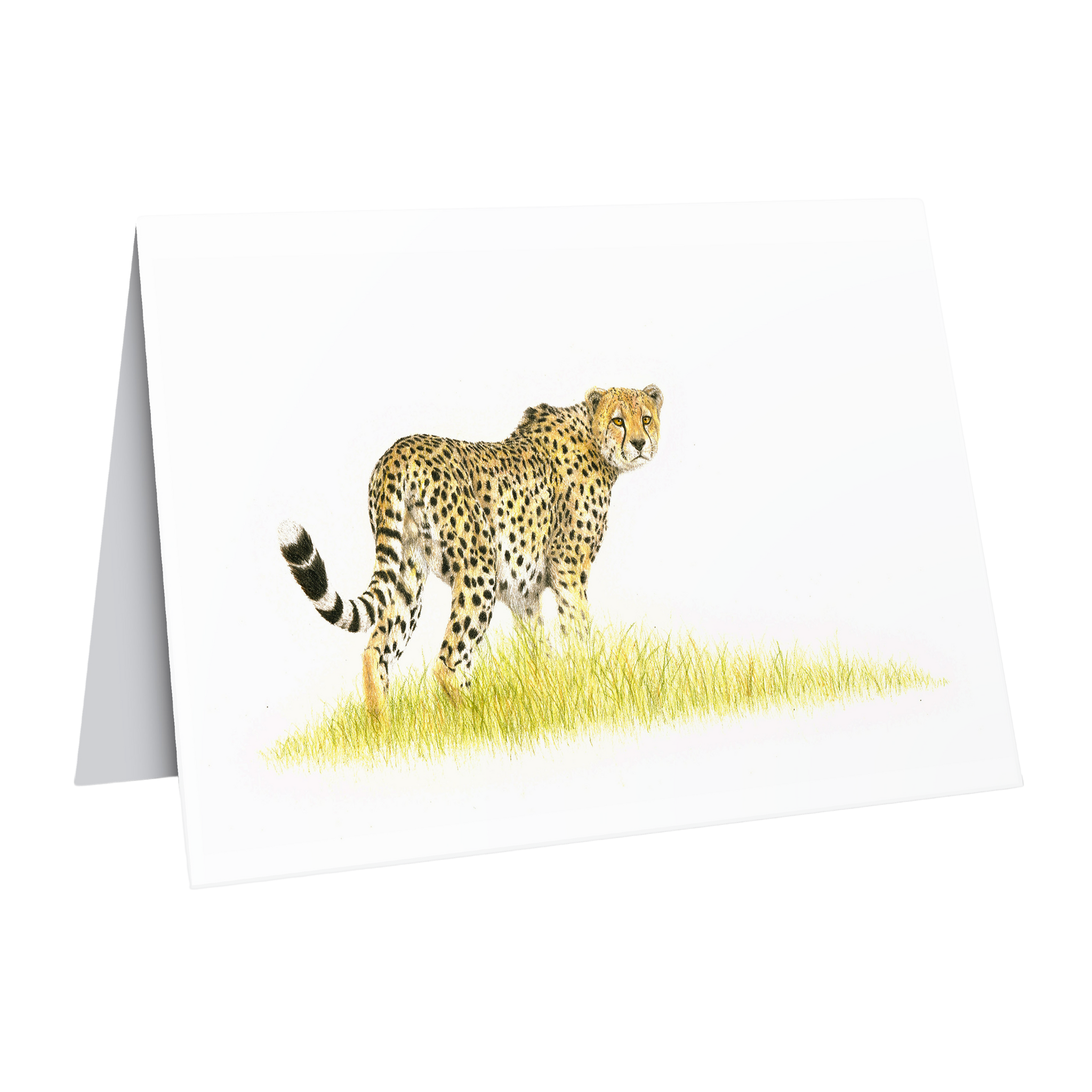 Cheetah greeting card