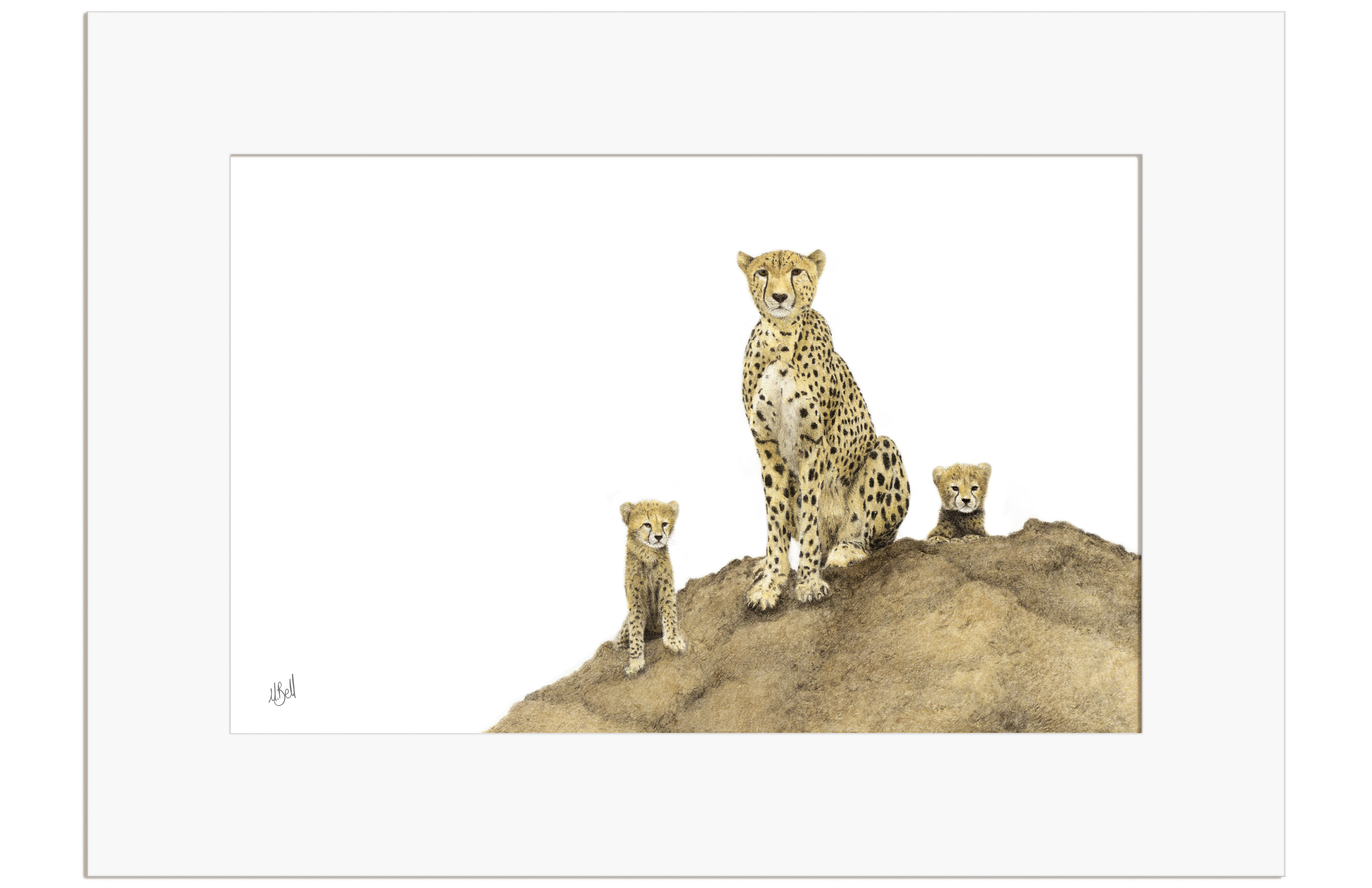 Cheetah Mother and Cubs - CHT4