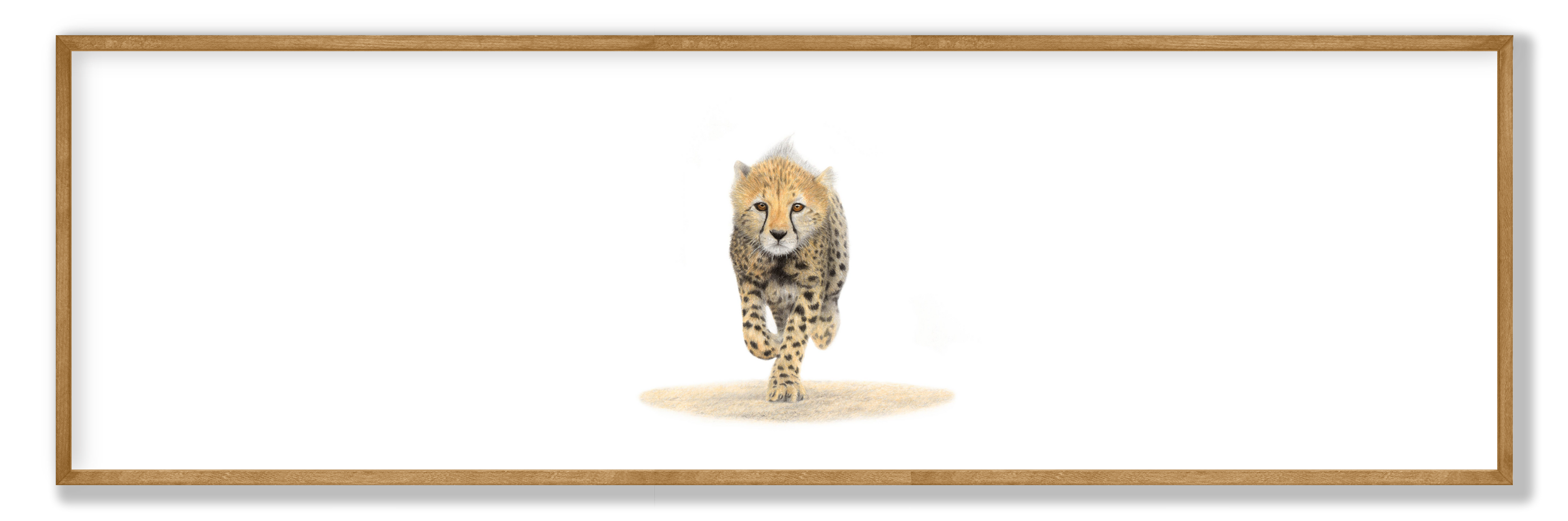 Cheetah Cub Panorama