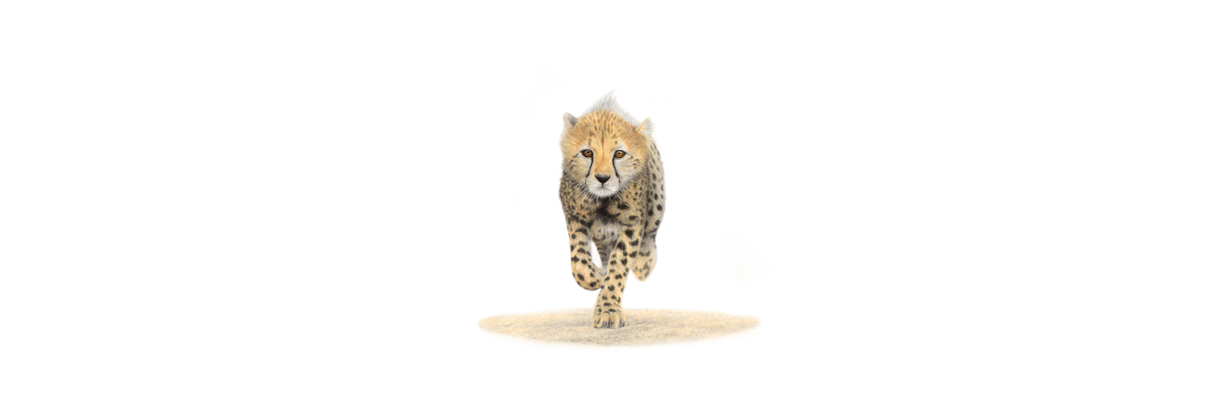 Cheetah Cub Panorama