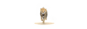 Cheetah Cub Panorama