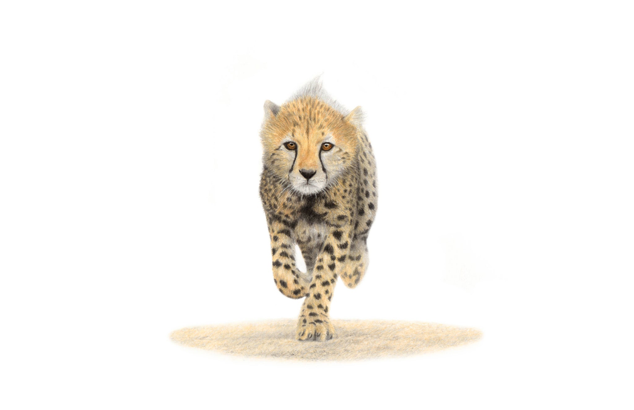 Cheetah cub running in the Kruger National Park wildlife pencil artwork