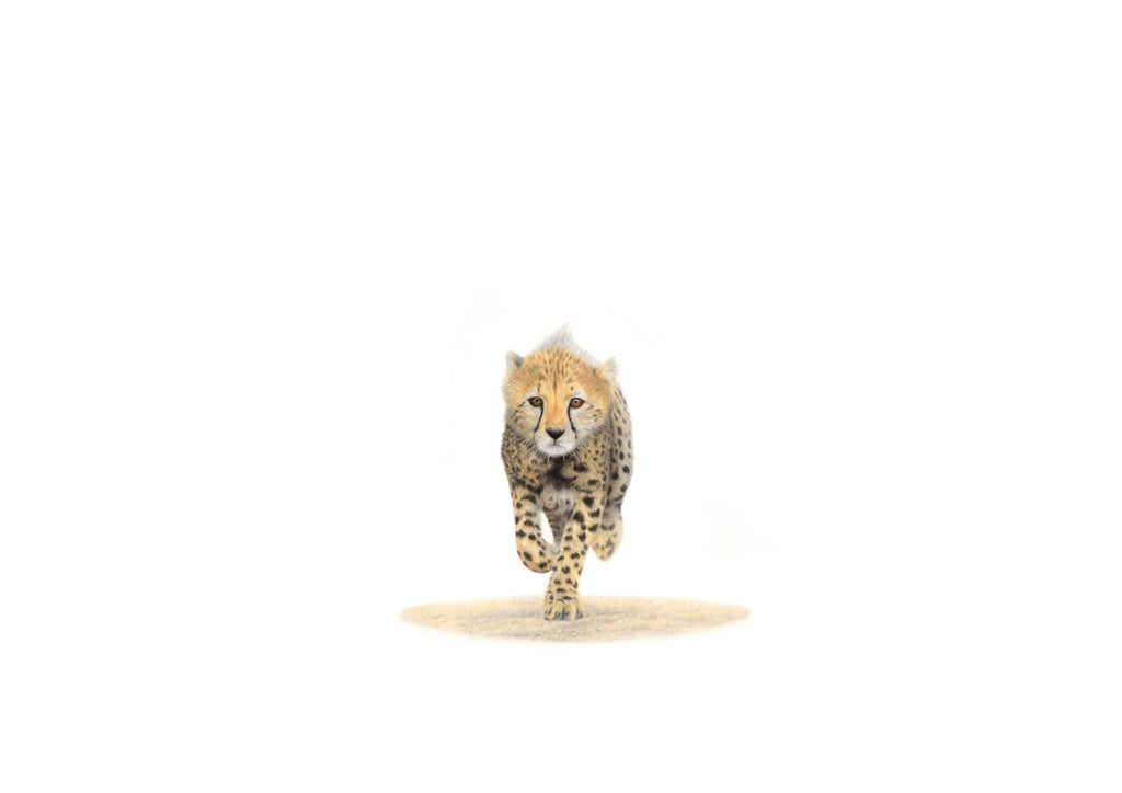 Running African Cheetah cub original collectors pencil drawing artwork by Matthew Bell