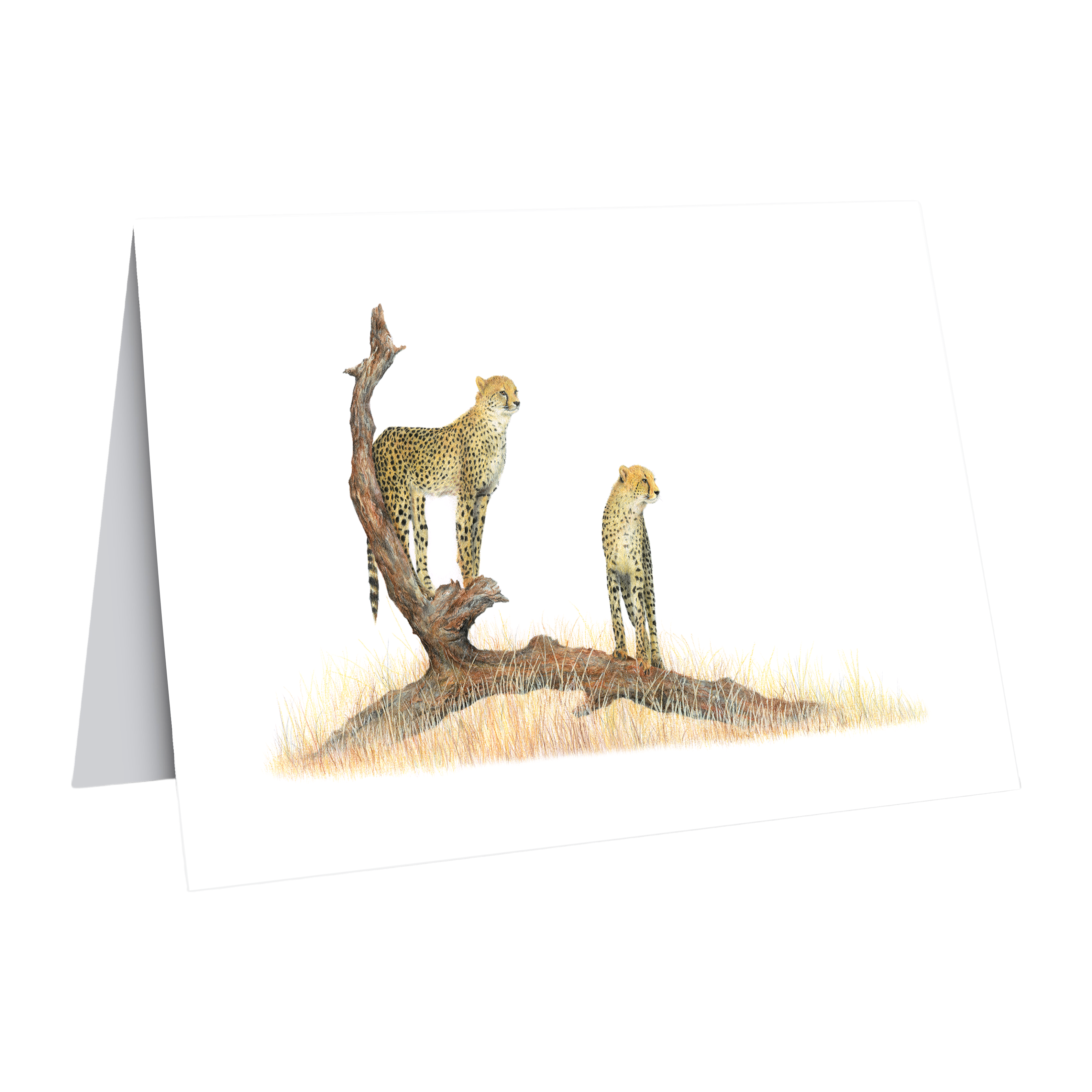 Cheetah Greeting Card - CHT6