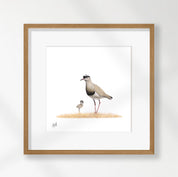 Crowned Lapwing - CLP