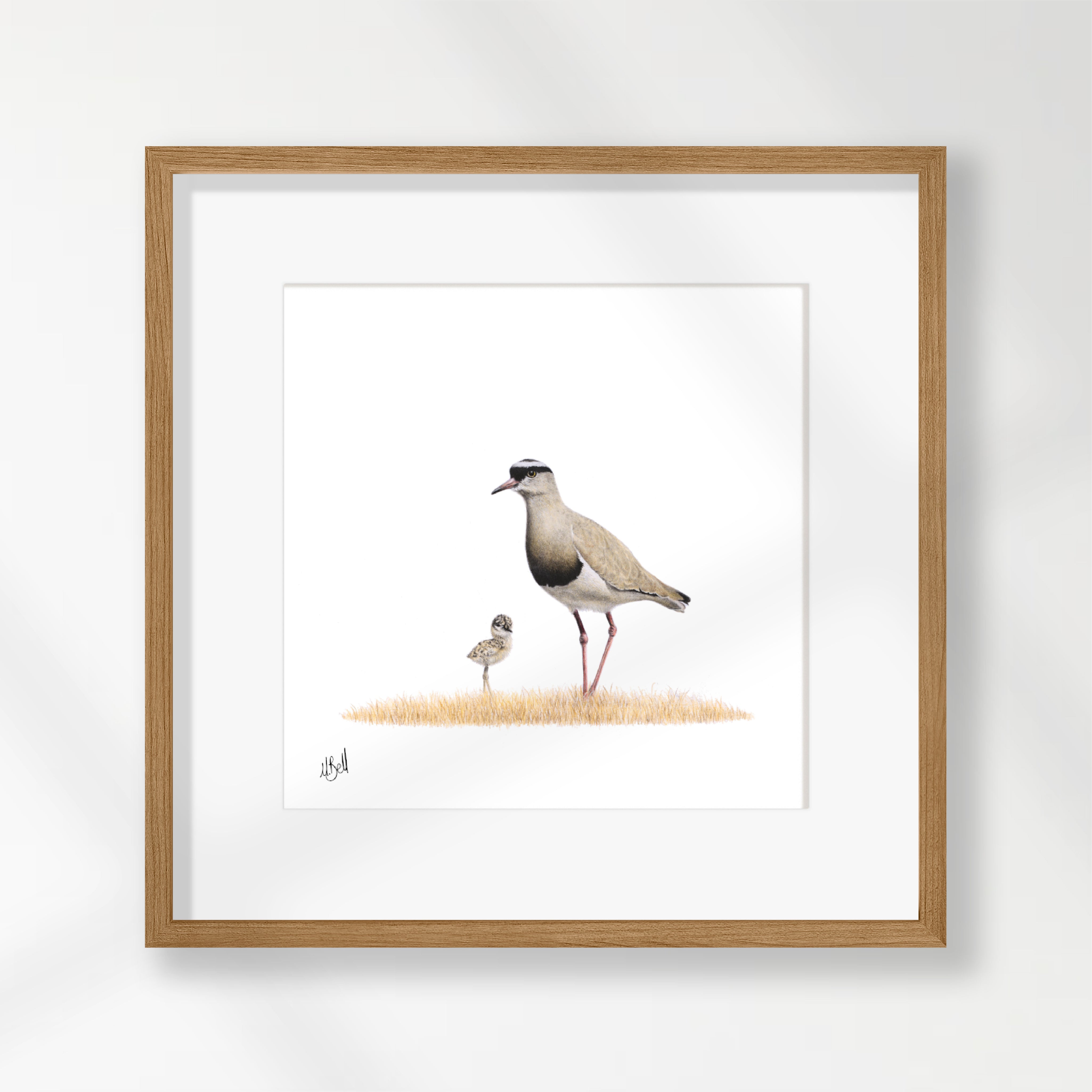 Crowned Lapwing - CLP