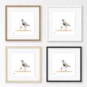 Crowned Lapwing - CLP