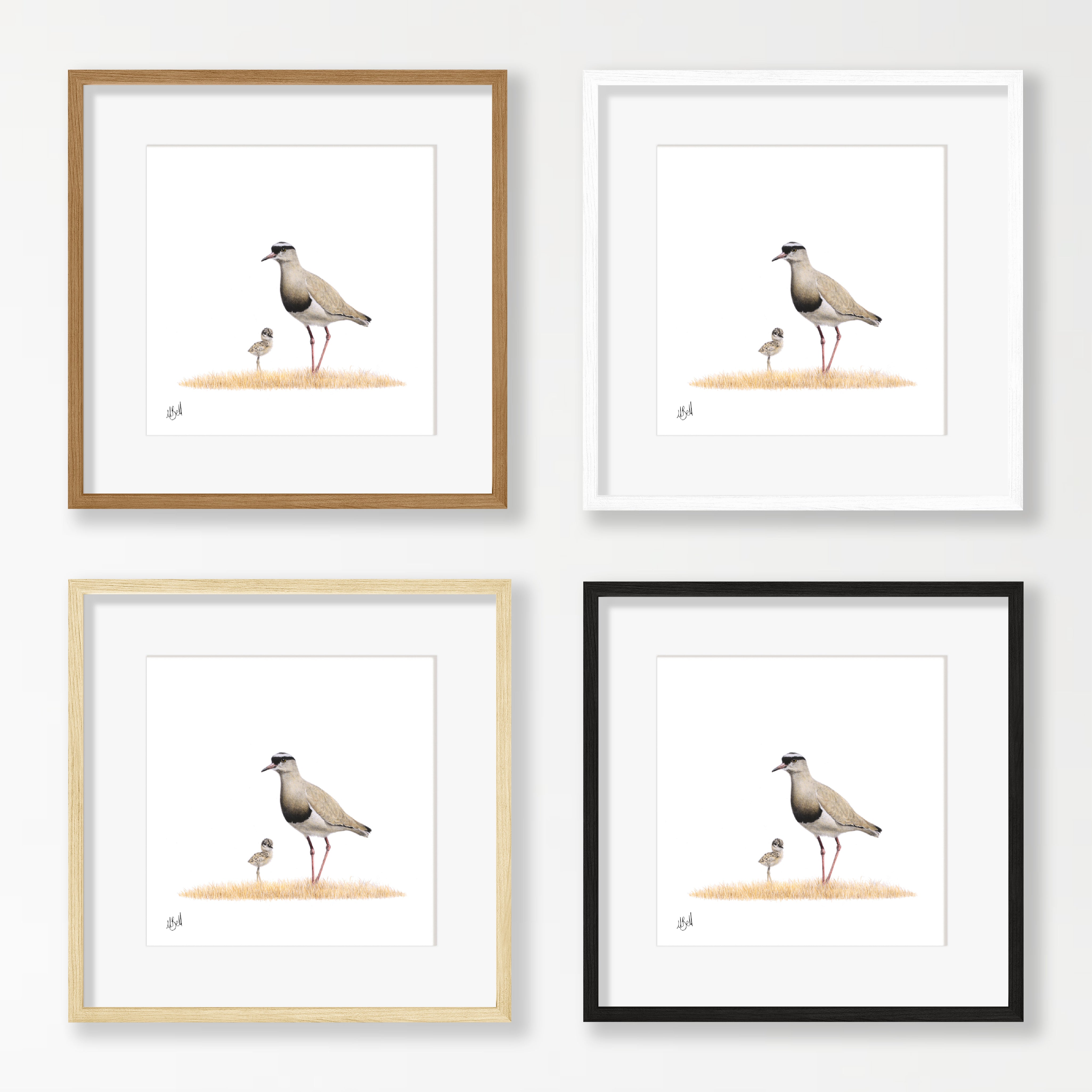 Crowned Lapwing - CLP