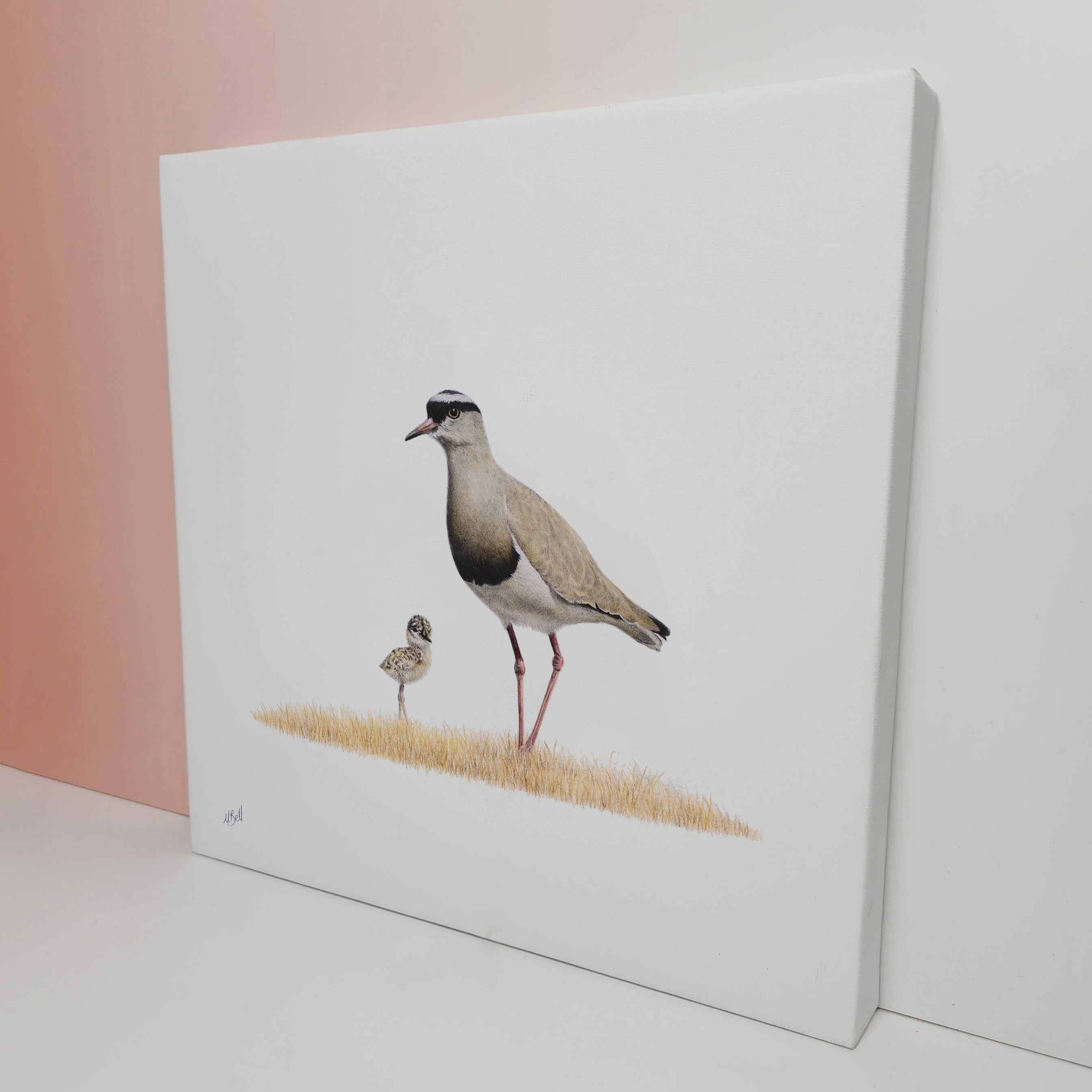 South African bird artwork on canvas, stretched on wooden frame by wildlife artist Matthew Bell of a Crowned Lapwing mother and chick