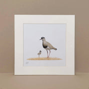 Crowned Lapwing mother and chick pencil artwork