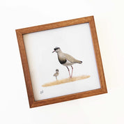 Kiaat wood framed miniature artwork of a Crowned Lapwing, part of wildlife artist Matthew Bell's birds of South Africa gallery