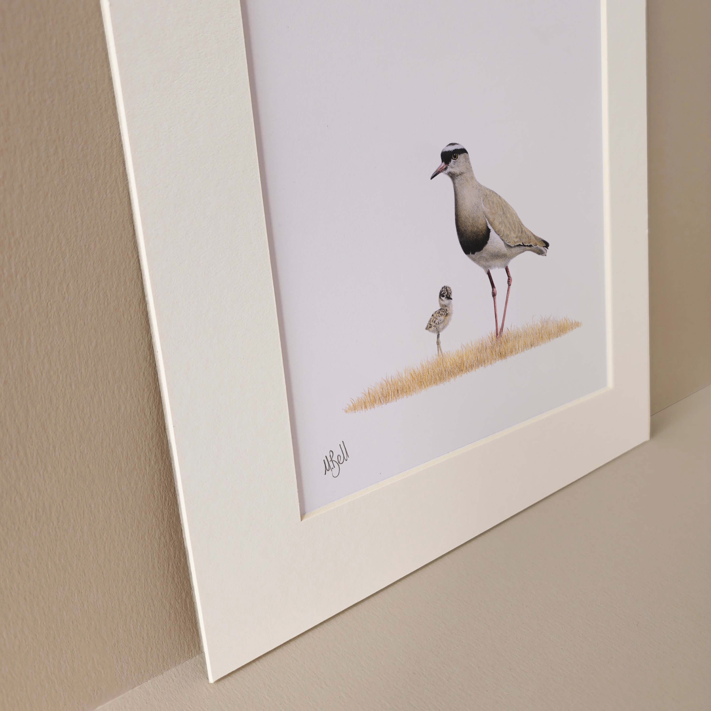 Crowned Lapwing mother and chick pencil artwork