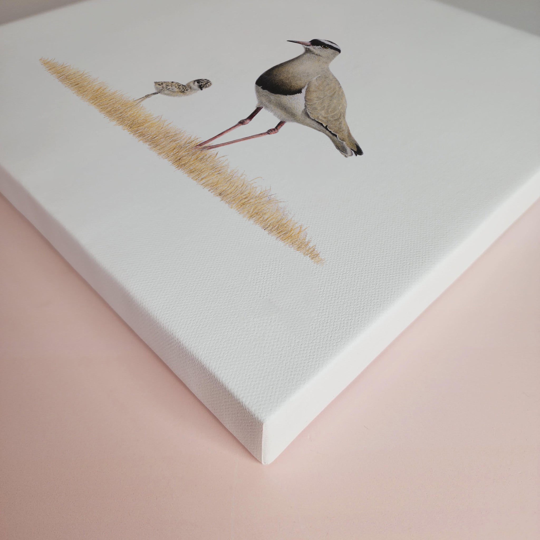 South African bird artwork on canvas, stretched on wooden frame by wildlife artist Matthew Bell of a Crowned Lapwing mother and chick