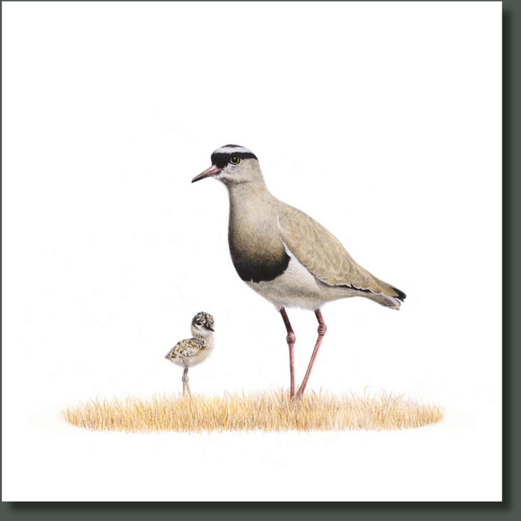 South African bird artwork on canvas, stretched on wooden frame by wildlife artist Matthew Bell of a Crowned Lapwing mother and chick