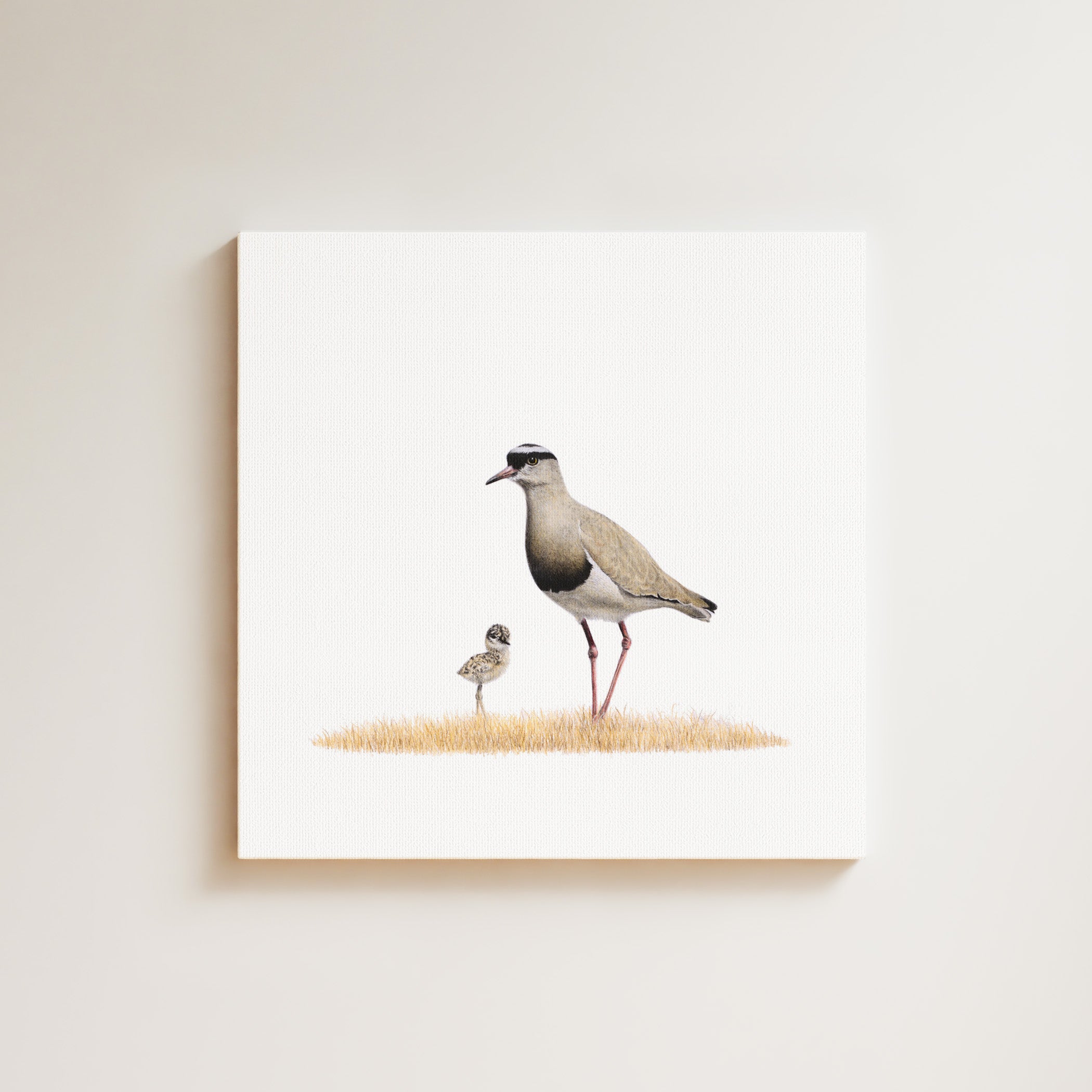 Crowned Lapwing drawing on canvas by South African wildlife artist Matthew Bell