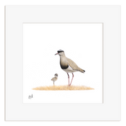 Crowned Lapwing - CLP