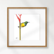 Collared Sunbird - CLSB