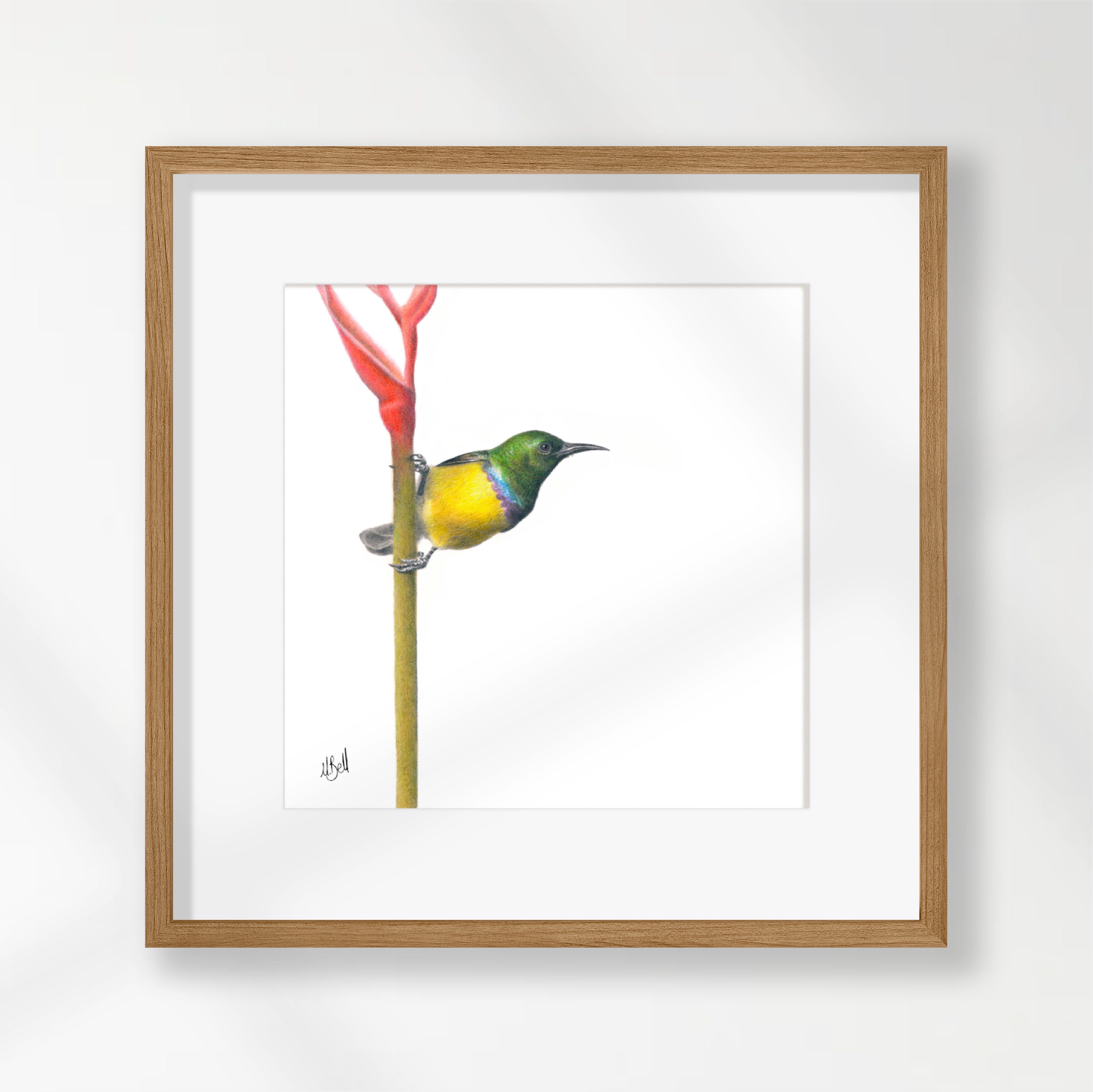 Collared Sunbird - CLSB