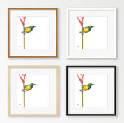 Collared Sunbird - CLSB