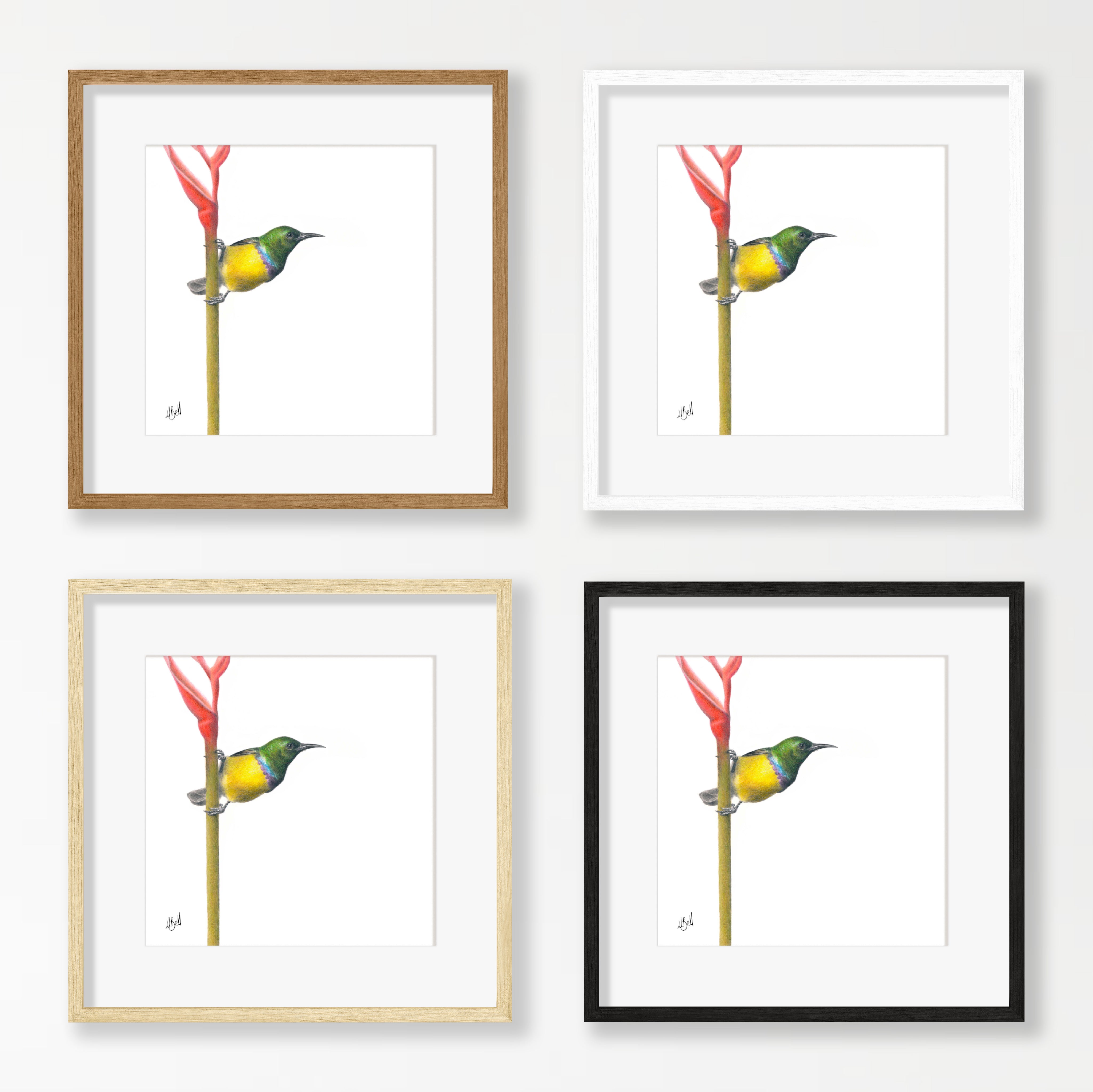 Collared Sunbird - CLSB