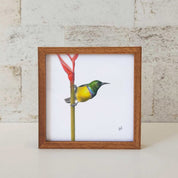 Kiaat wood framed miniature artwork of a Collared Sunbird, part of wildlife artist Matthew Bell's birds of South Africa gallery