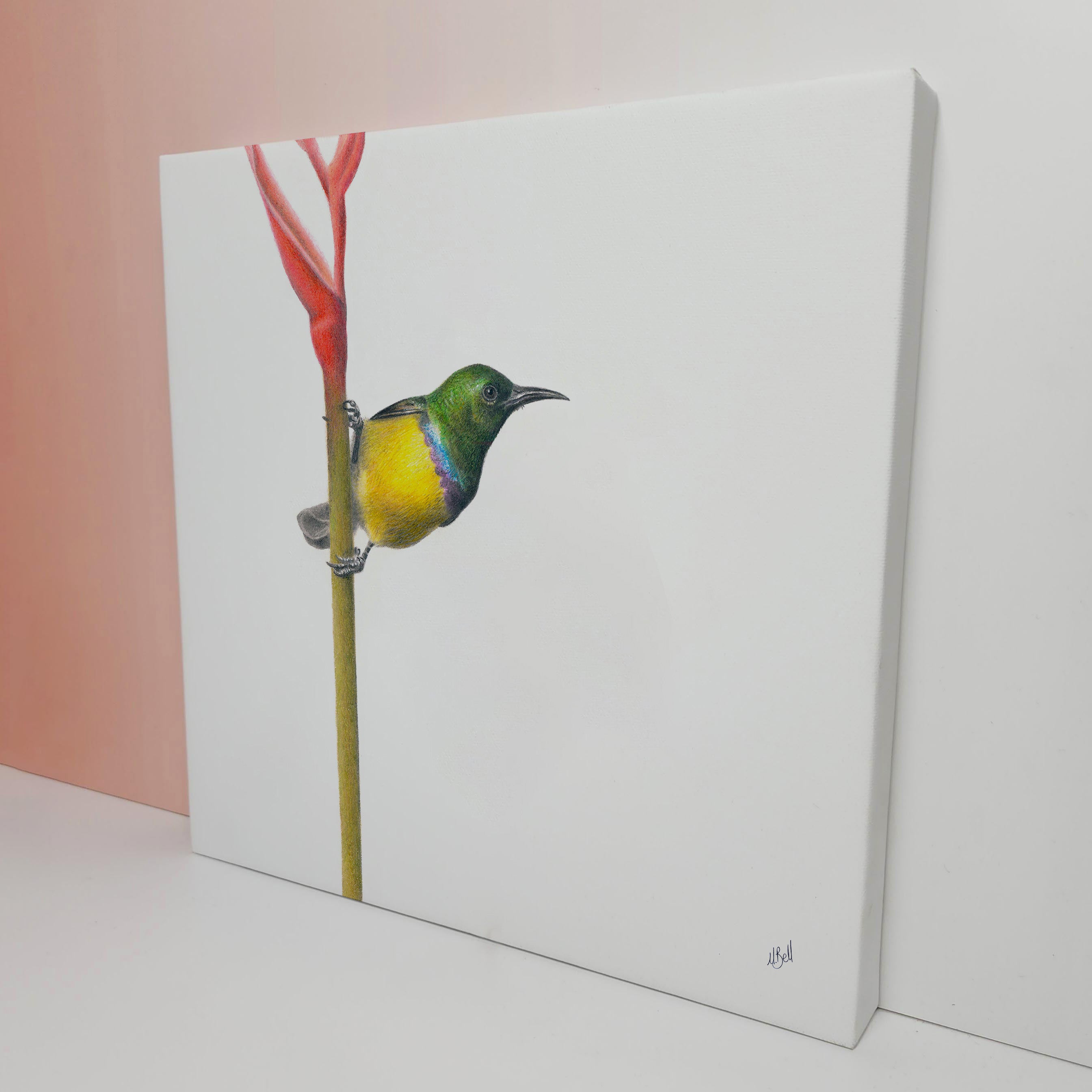 South African bird artwork on canvas, stretched on wooden frame by wildlife artist Matthew Bell of a Collared Sunbird