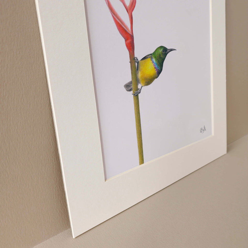 Collared Sunbird original artwork of a South African bird