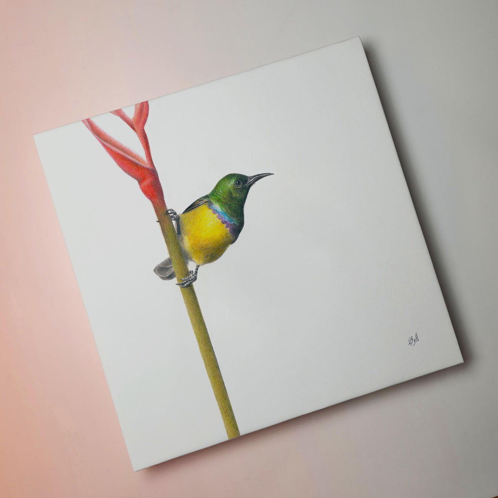 South African bird artwork on canvas, stretched on wooden frame by wildlife artist Matthew Bell of a Collared Sunbird