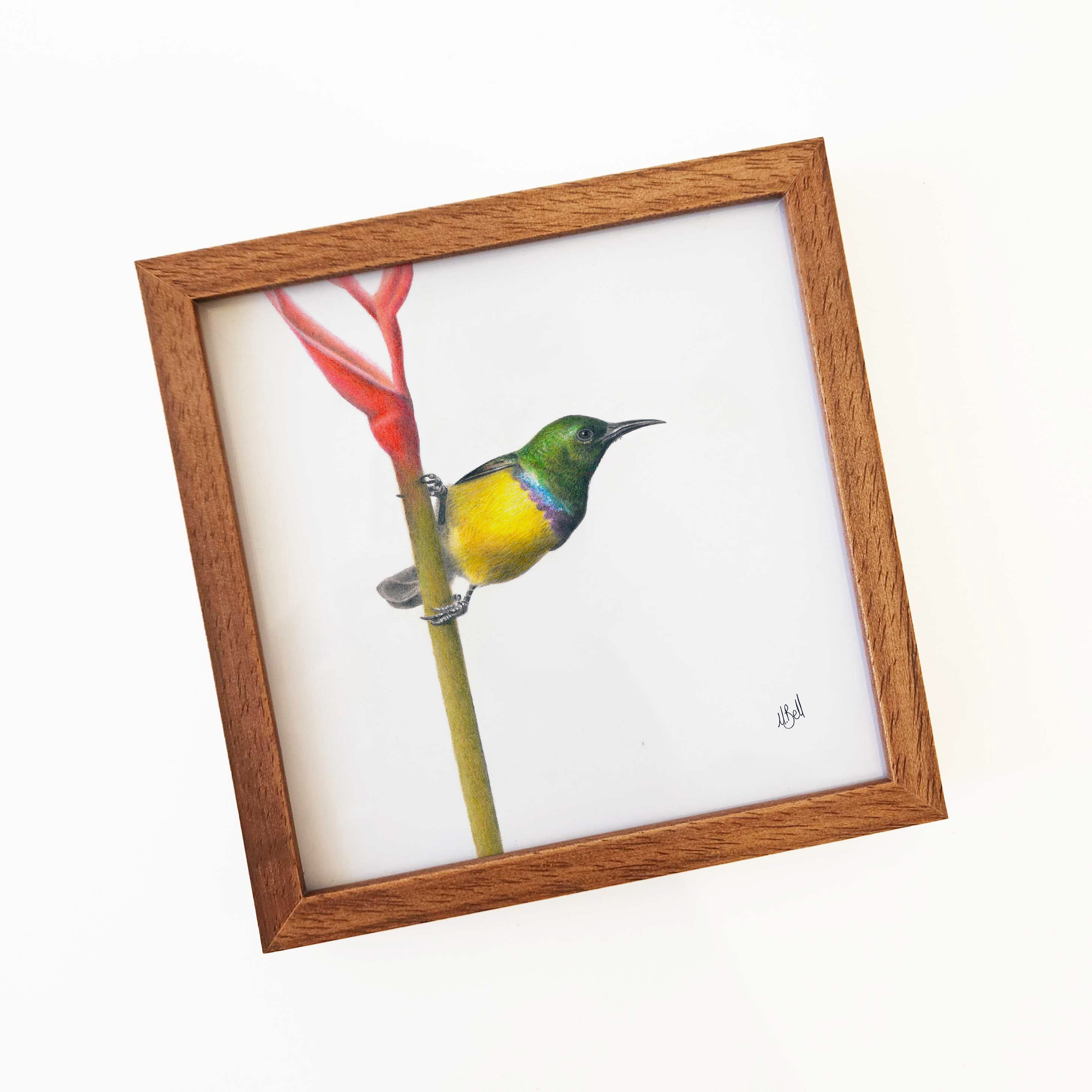 Kiaat wood framed miniature artwork of a Collared Sunbird, part of wildlife artist Matthew Bell's birds of South Africa gallery