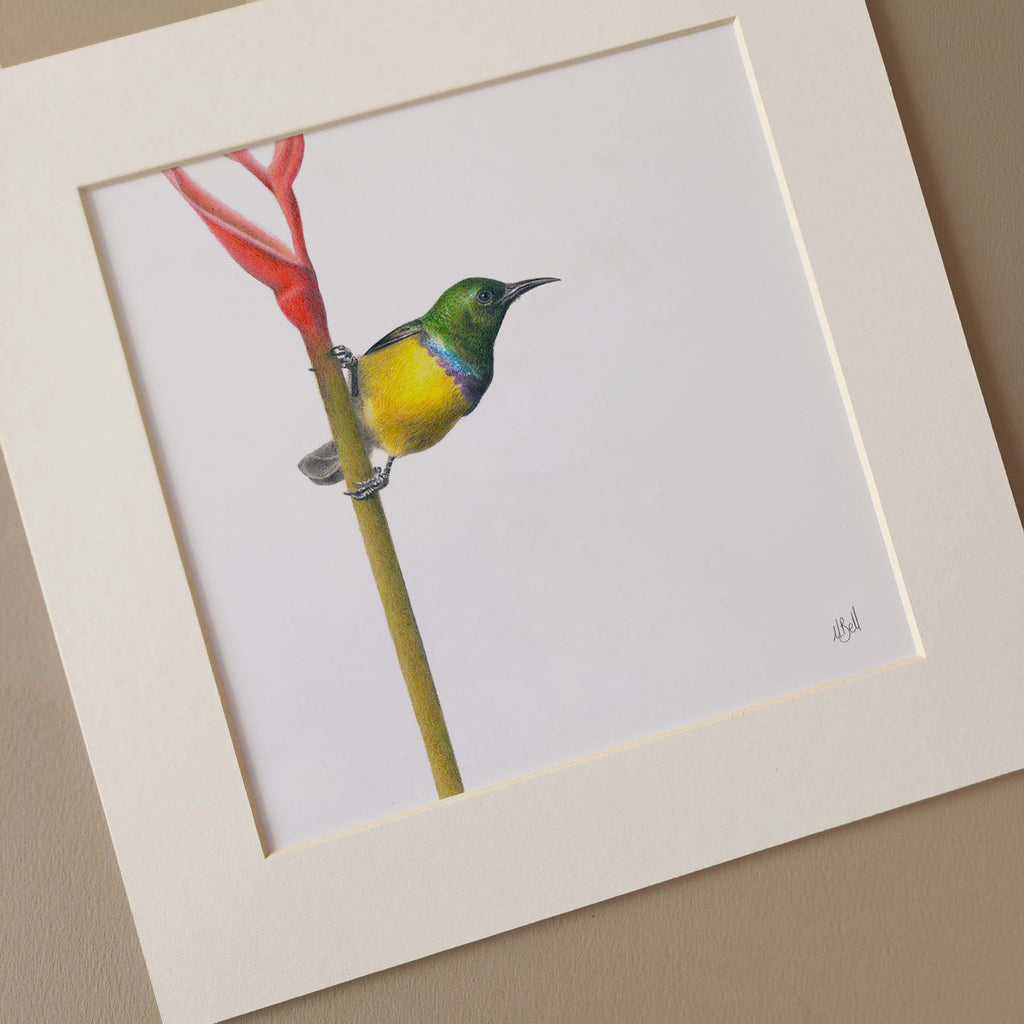 Collared Sunbird original artwork of a South African bird