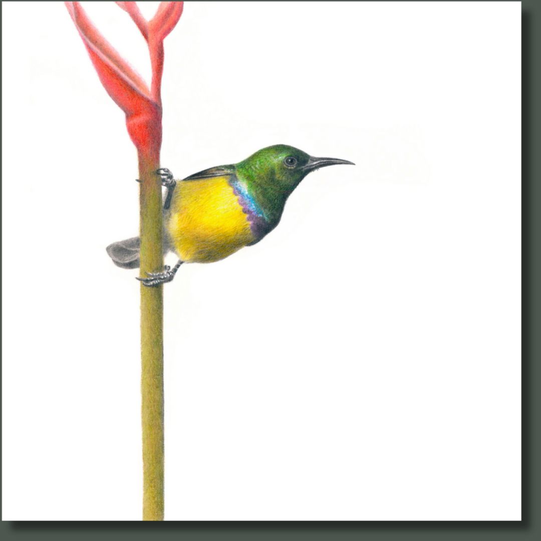 South African bird artwork on canvas, stretched on wooden frame by wildlife artist Matthew Bell of a Collared Sunbird