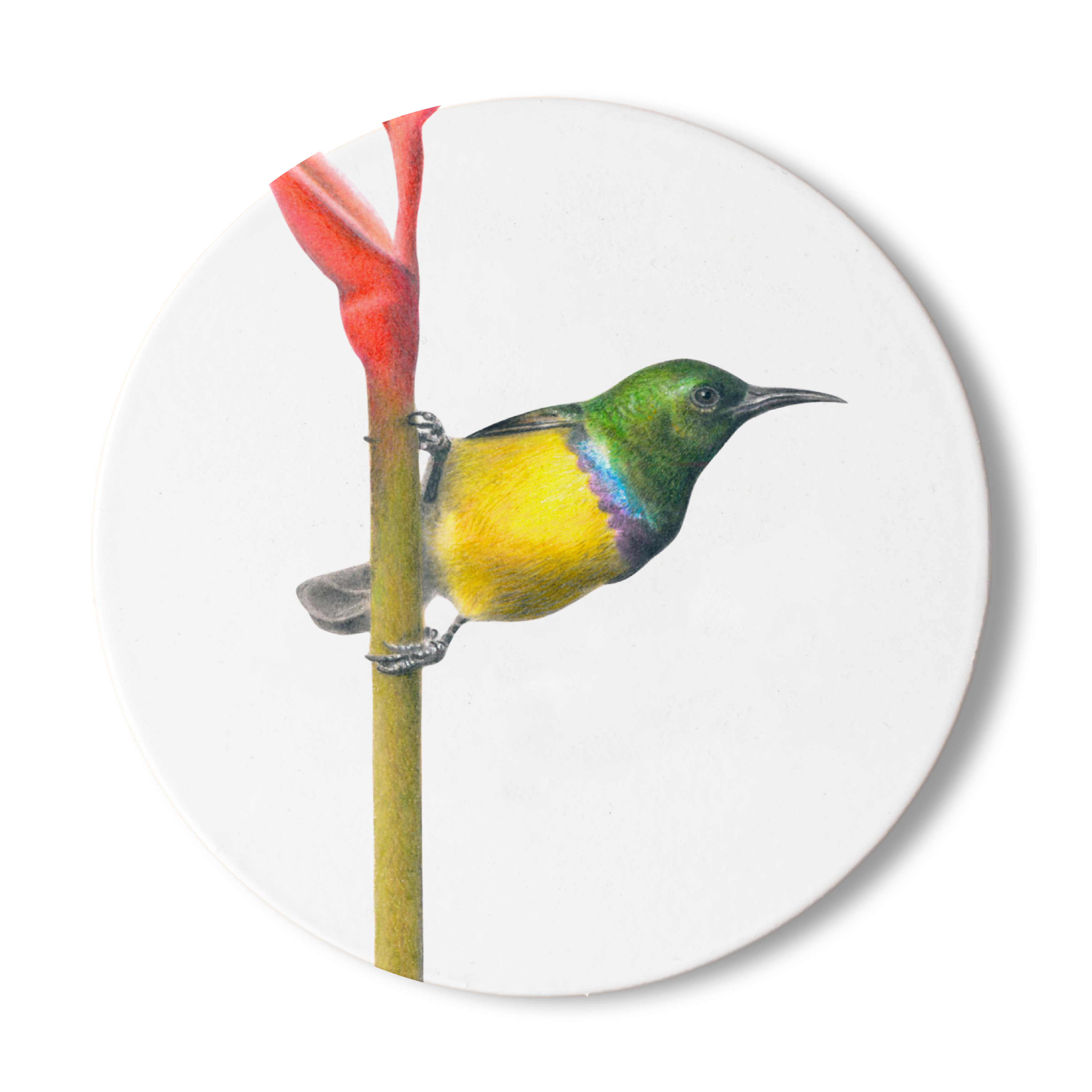 Collared Sunbird Wooden Coaster - CLSB