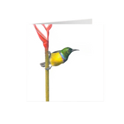 Collared Sunbird Greeting Card - CLSB