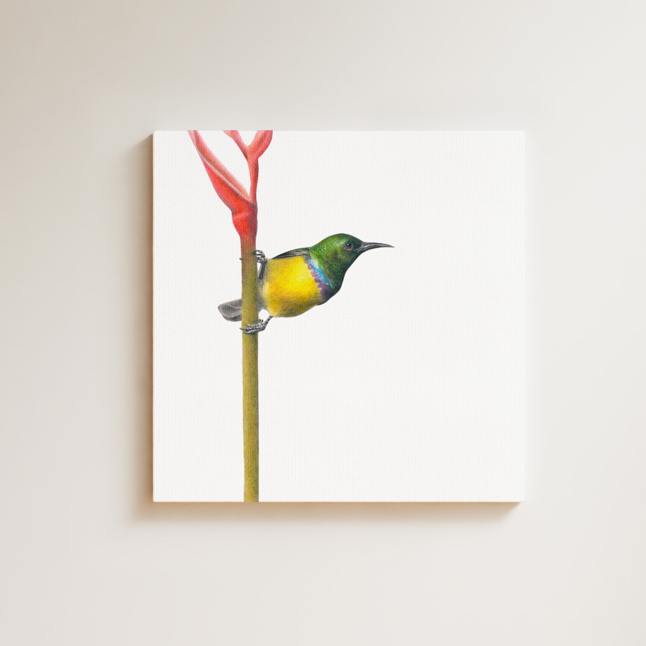Collared Sunbird drawing on canvas by South African wildlife artist Matthew Bell
