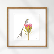 Cape Sugarbird - CPSB