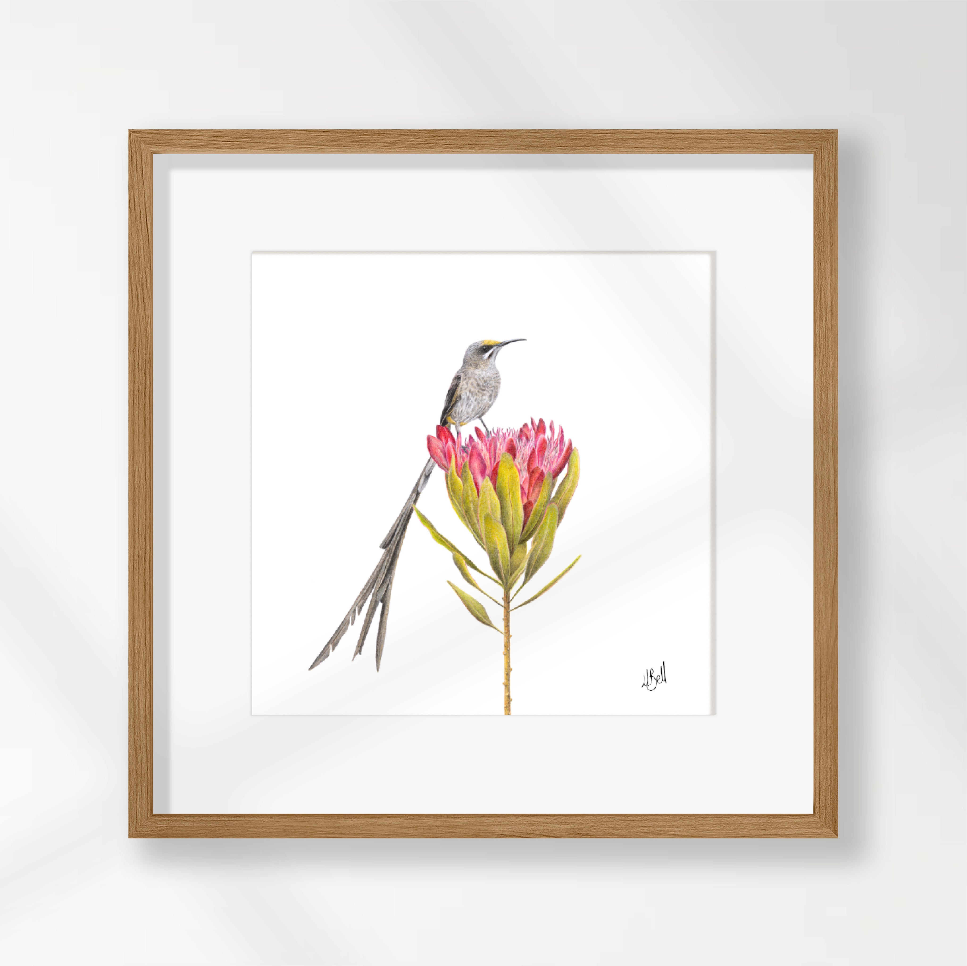 Cape Sugarbird - CPSB
