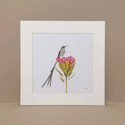 Cape Sugarbird mounted art print of the original pencil drawing