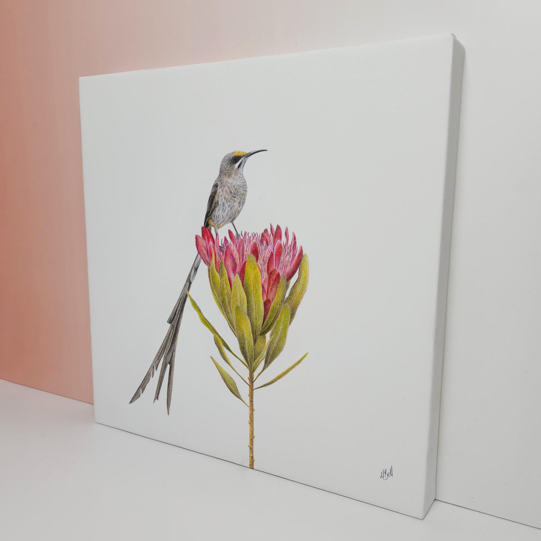 Cape Sugarbird on a Protea flower wildlife bird artwork on canvas