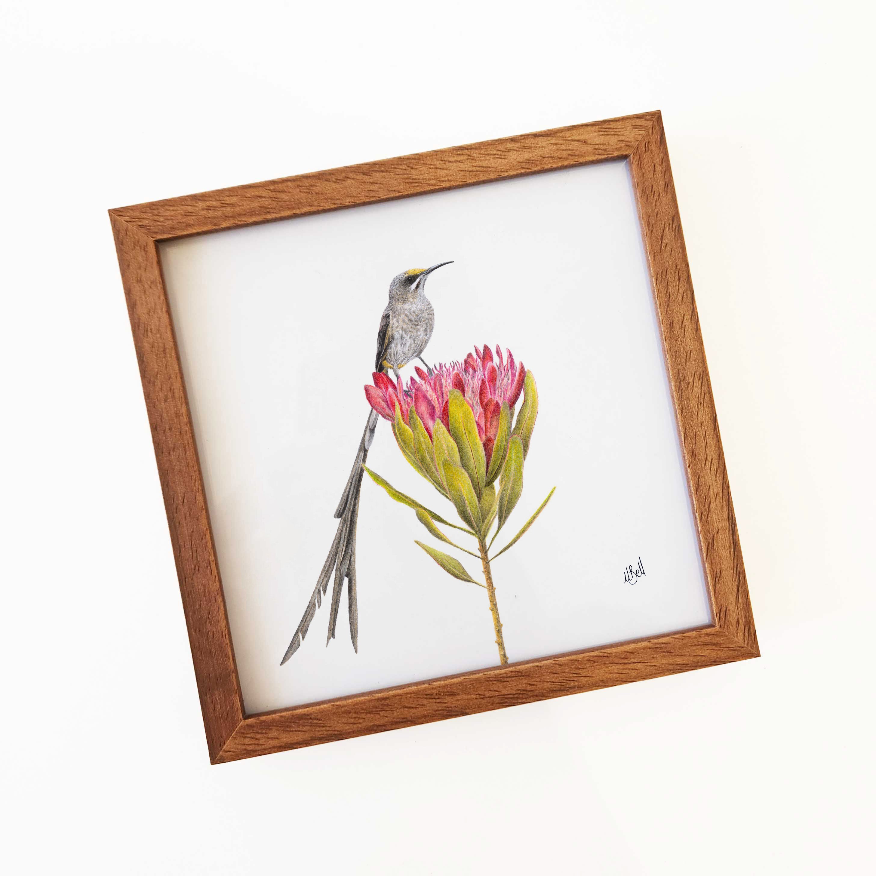 Kiaat wood framed miniature artwork of a Cape Sugarbird, part of wildlife artist Matthew Bell's birds of South Africa gallery