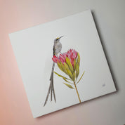 Cape Sugarbird on a Protea flower wildlife bird artwork on canvas